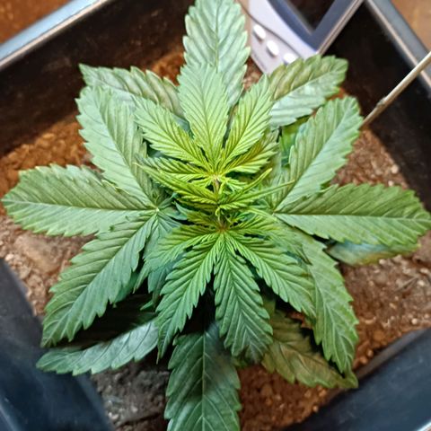 Critical Automatic growlog timeline photo
