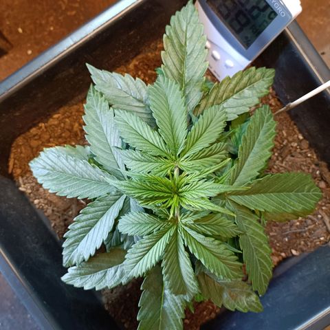 Critical Automatic growlog timeline photo