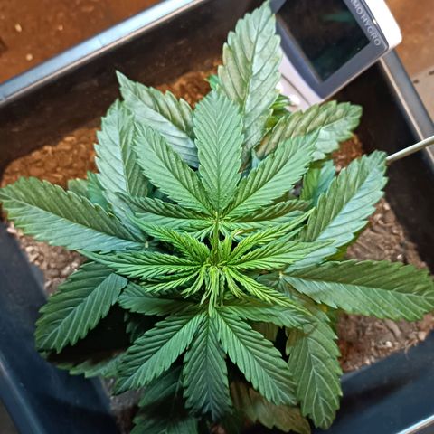 Critical Automatic growlog timeline photo