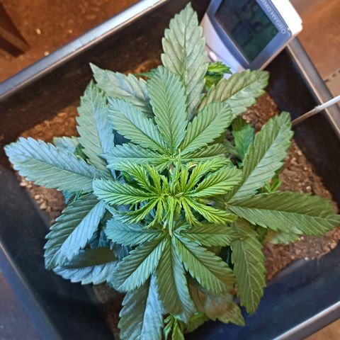 Critical Automatic growlog timeline photo