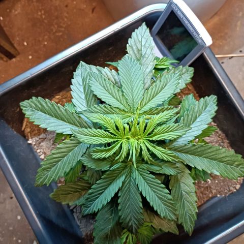 Critical Automatic growlog timeline photo