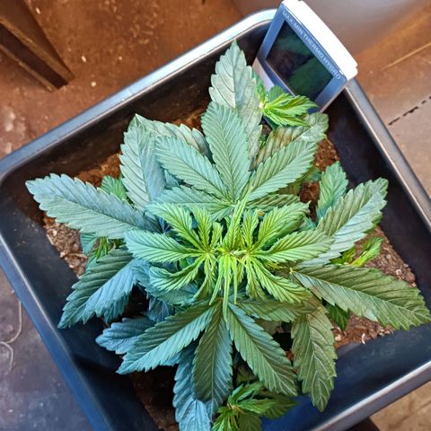Critical Automatic growlog timeline photo