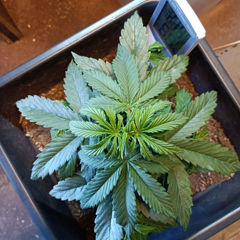 Critical Automatic growlog timeline photo
