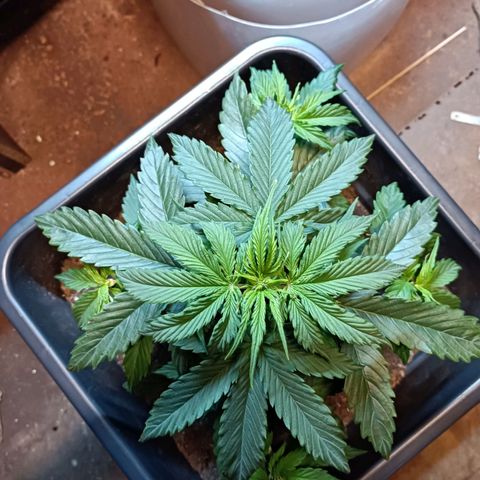 Critical Automatic growlog timeline photo