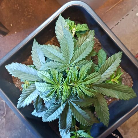 Critical Automatic growlog timeline photo