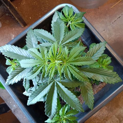 Critical Automatic growlog timeline photo