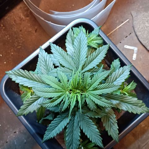Critical Automatic growlog timeline photo
