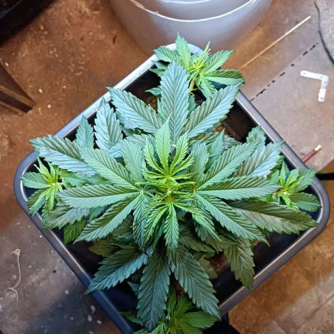 Critical Automatic growlog timeline photo