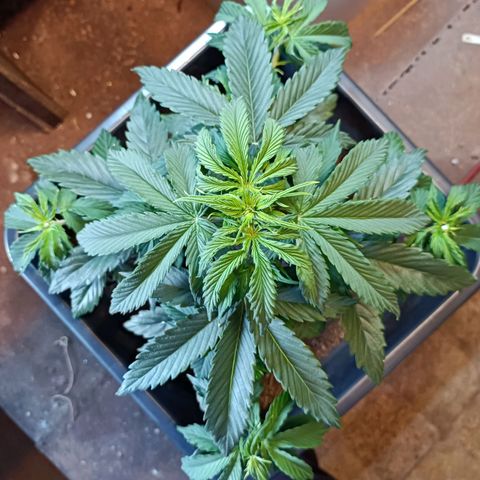 Critical Automatic growlog timeline photo
