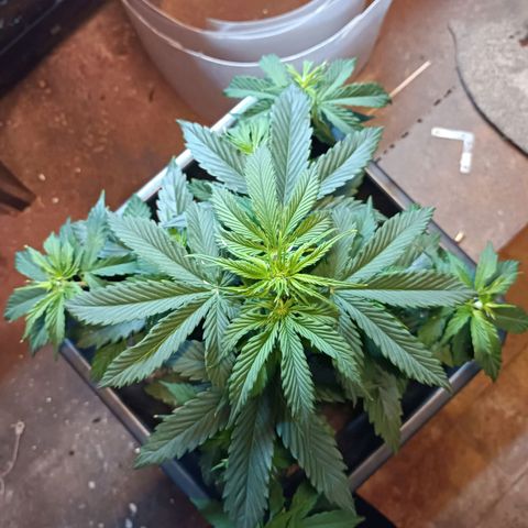 Critical Automatic growlog timeline photo