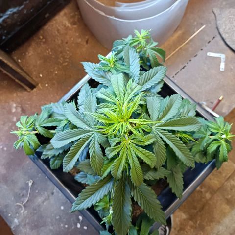 Critical Automatic growlog timeline photo