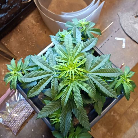 Critical Automatic growlog timeline photo