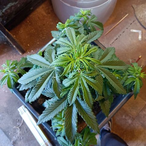 Critical Automatic growlog timeline photo
