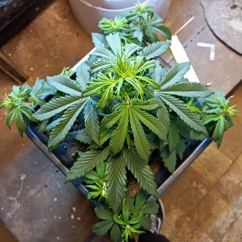 Critical Automatic growlog timeline photo