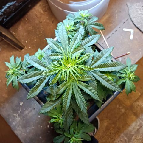 Critical Automatic growlog timeline photo