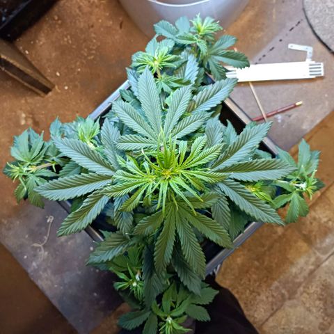 Critical Automatic growlog timeline photo