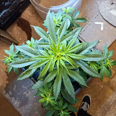 Critical Automatic growlog timeline photo