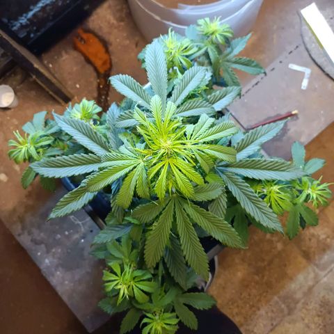 Critical Automatic growlog timeline photo