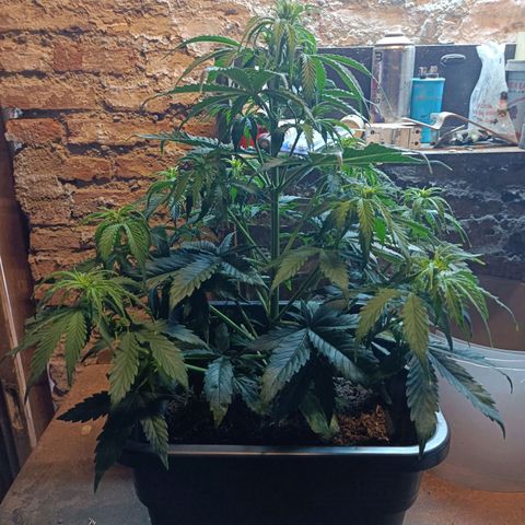 Critical Automatic growlog timeline photo