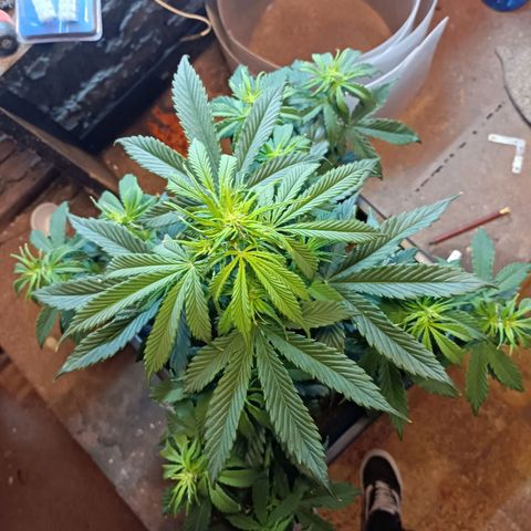Critical Automatic growlog timeline photo