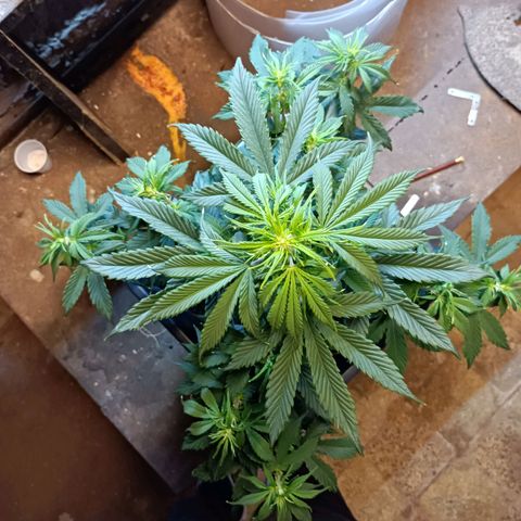 Critical Automatic growlog timeline photo