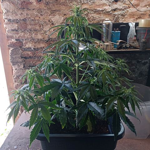 Critical Automatic growlog timeline photo