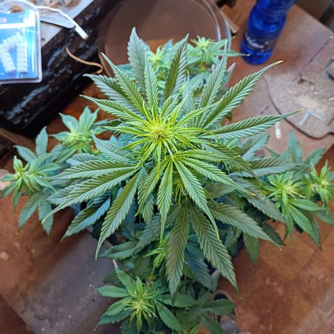 Critical Automatic growlog timeline photo