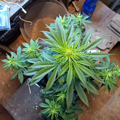 Critical Automatic growlog timeline photo