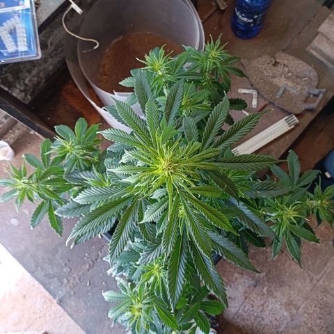 Critical Automatic growlog timeline photo