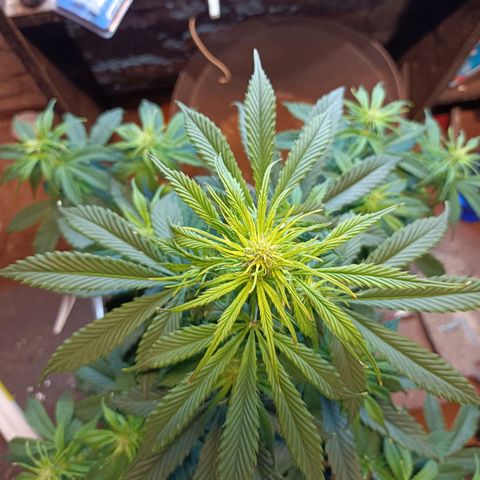 Critical Automatic growlog timeline photo