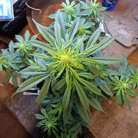 Critical Automatic growlog timeline photo