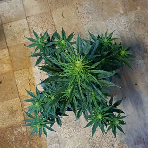 Critical Automatic growlog timeline photo