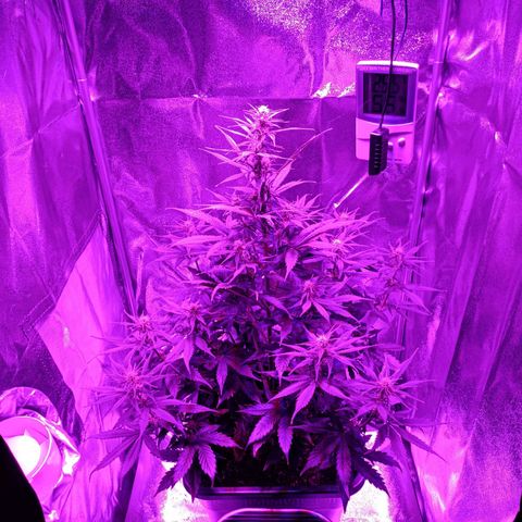 Critical Automatic growlog timeline photo