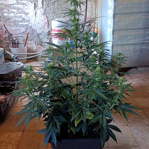 Critical Automatic growlog timeline photo