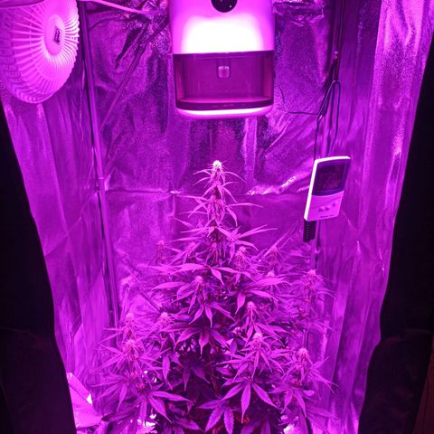 Critical Automatic growlog timeline photo
