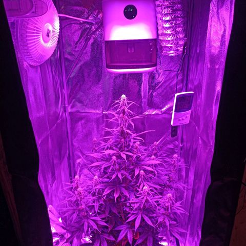 Critical Automatic growlog timeline photo