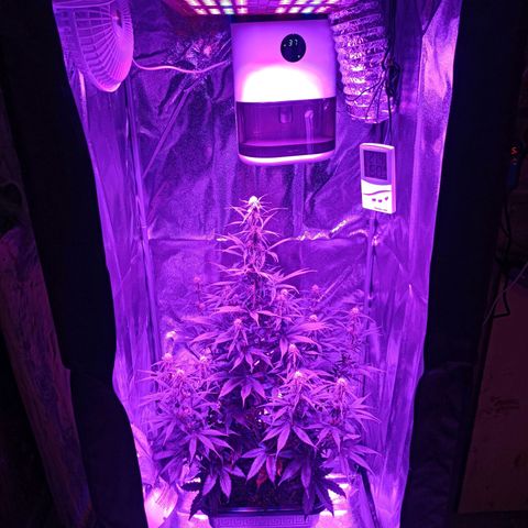 Critical Automatic growlog timeline photo