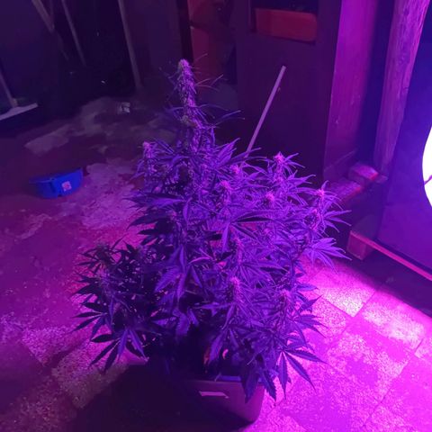 Critical Automatic growlog timeline photo