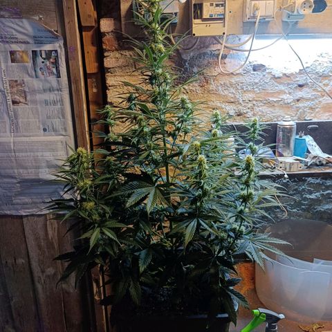 Critical Automatic growlog timeline photo