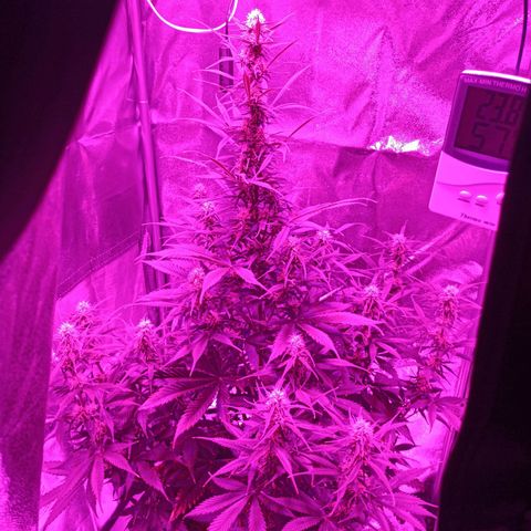 Critical Automatic growlog timeline photo
