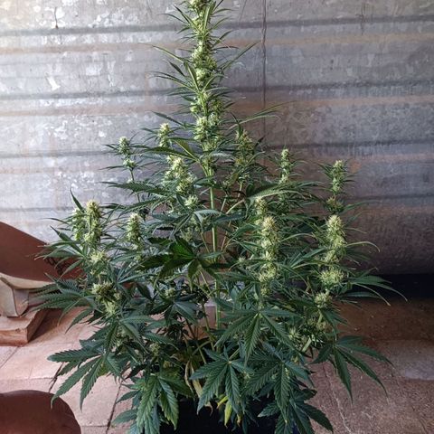 Critical Automatic growlog timeline photo