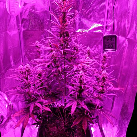 Critical Automatic growlog timeline photo