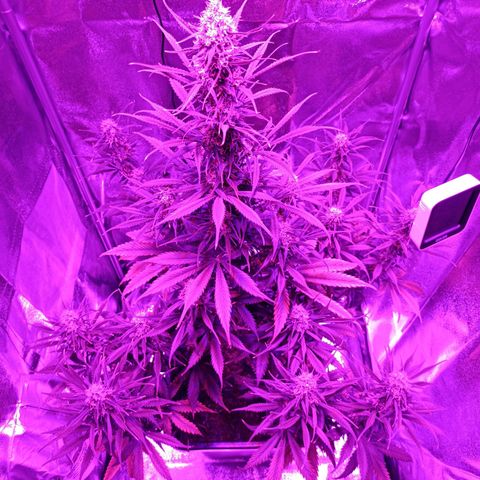 Critical Automatic growlog timeline photo