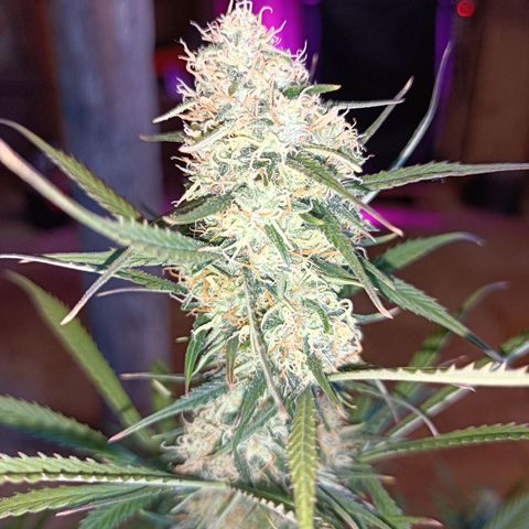 Critical Automatic growlog timeline photo