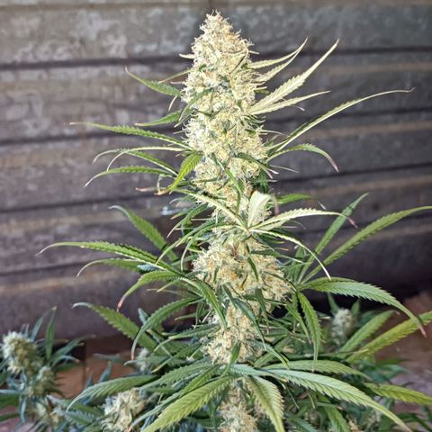 Critical Automatic growlog timeline photo
