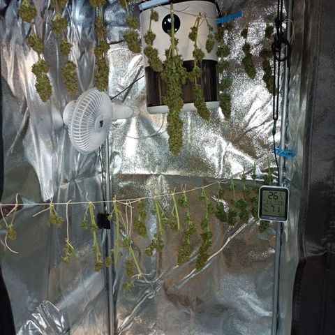 Critical Automatic growlog timeline photo