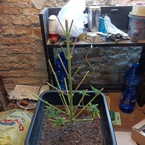 Critical Automatic growlog timeline photo