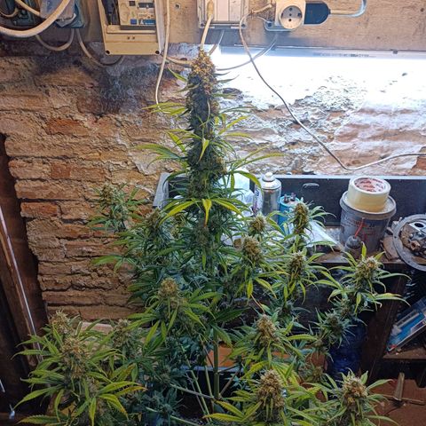 Critical Automatic growlog timeline photo