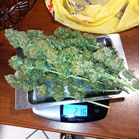 Critical Automatic growlog timeline photo