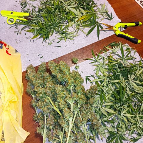 Critical Automatic growlog timeline photo
